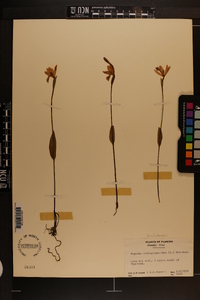 Pogonia ophioglossoides image