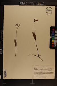 Pogonia ophioglossoides image