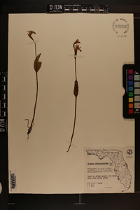 Pogonia ophioglossoides image