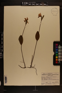 Pogonia ophioglossoides image