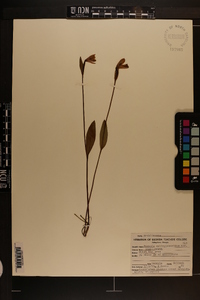 Pogonia ophioglossoides image