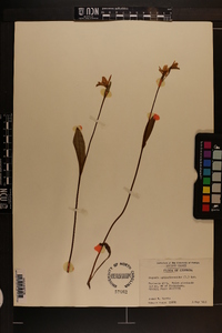 Pogonia ophioglossoides image