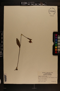 Pogonia ophioglossoides image