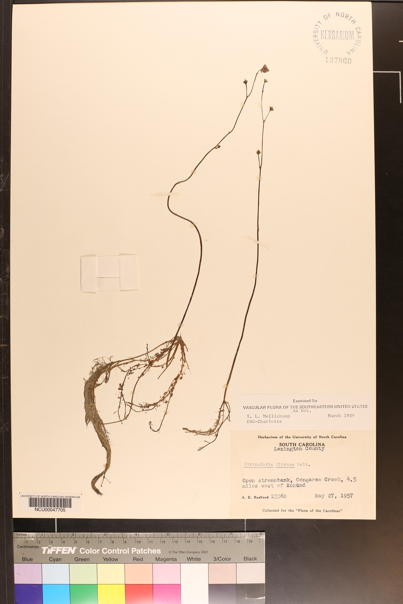 Utricularia striata image