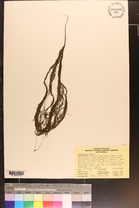 Utricularia gibba image