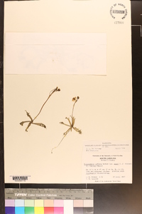 Utricularia inflata var. minor image