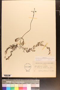 Utricularia inflata image