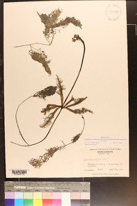 Utricularia inflata image