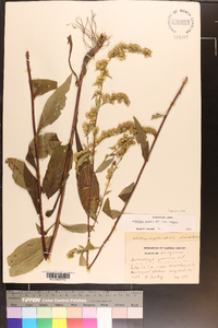 Solidago arguta var. arguta image