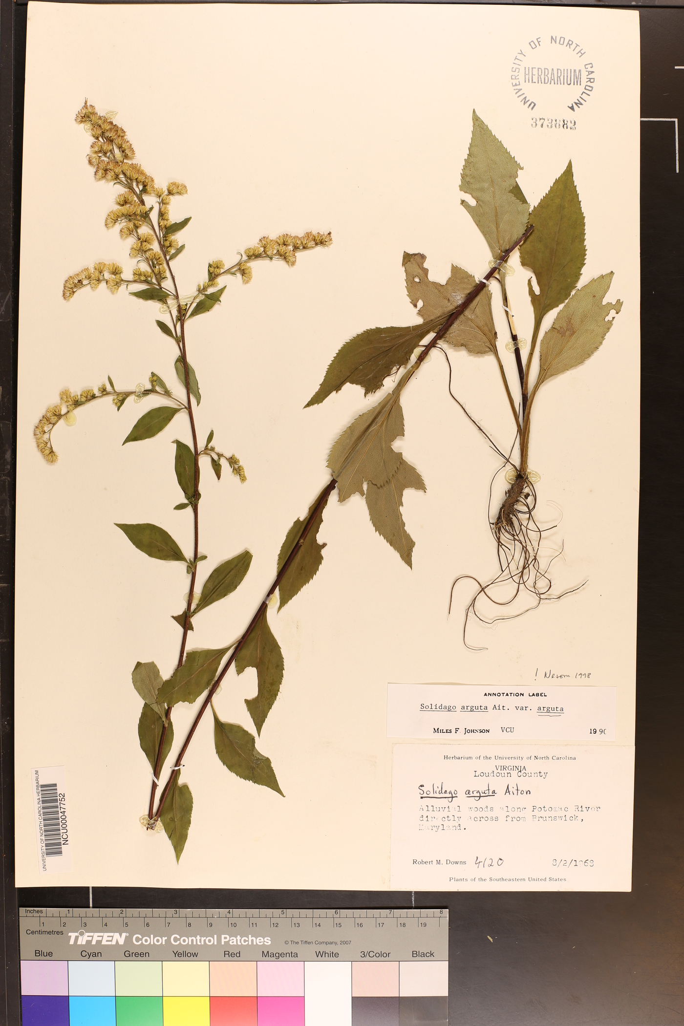 Solidago arguta var. arguta image