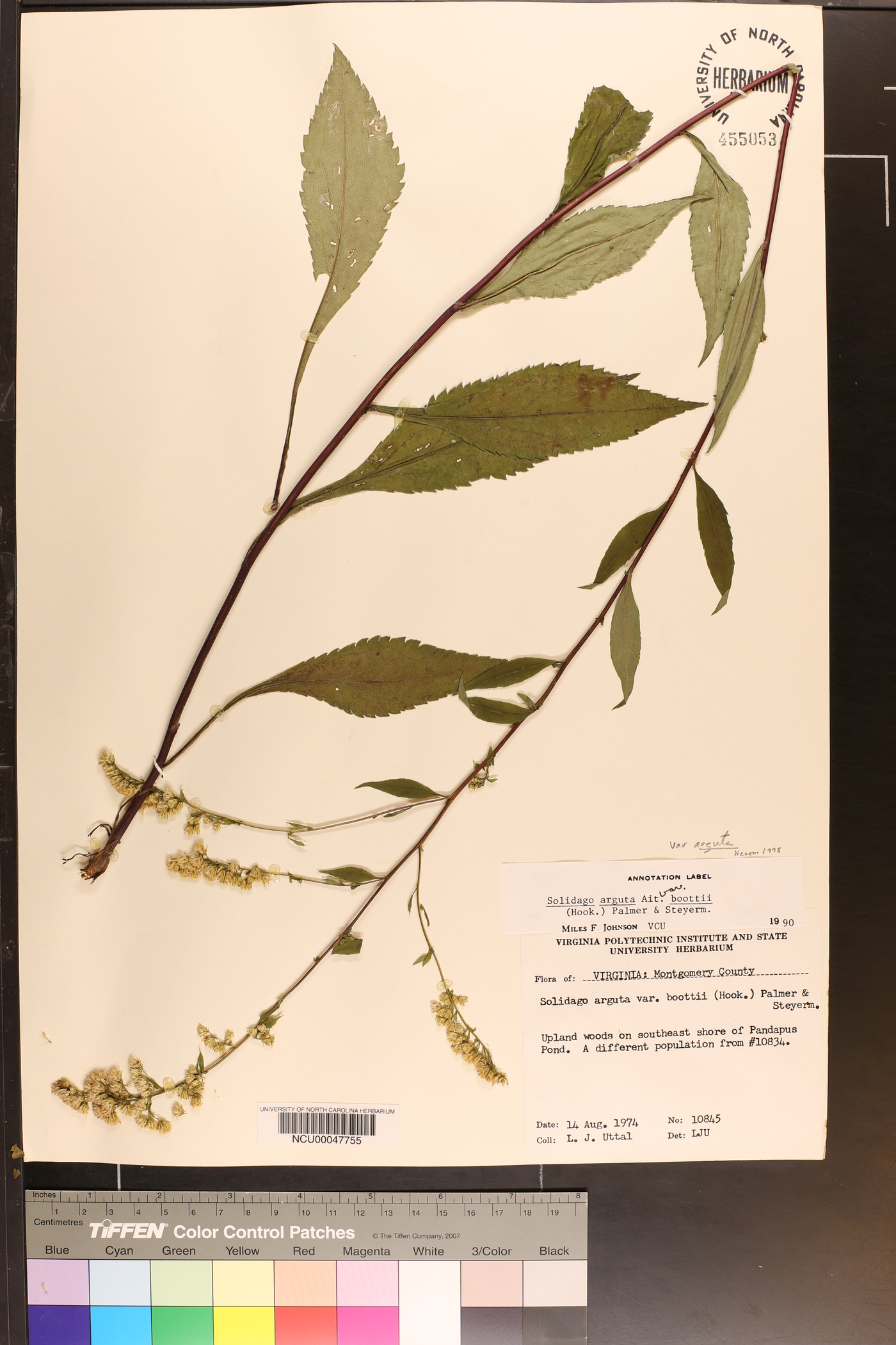 Solidago arguta var. arguta image