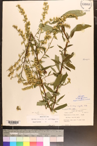 Solidago arguta var. arguta image