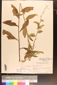 Solidago arguta var. arguta image