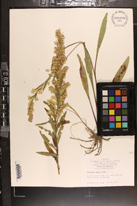 Solidago sempervirens image