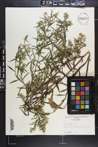 Symphyotrichum lanceolatum var. lanceolatum image