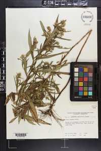 Symphyotrichum lanceolatum var. lanceolatum image