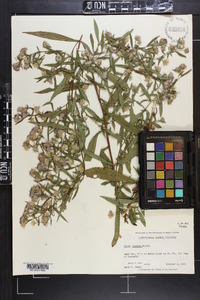 Symphyotrichum lanceolatum var. lanceolatum image