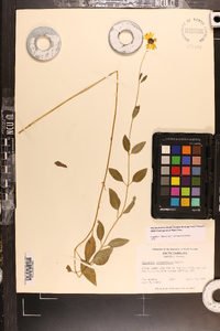 Coreopsis integrifolia image