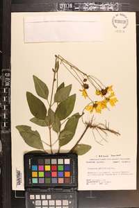 Coreopsis integrifolia image