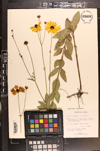 Coreopsis integrifolia image