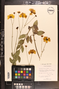 Coreopsis integrifolia image