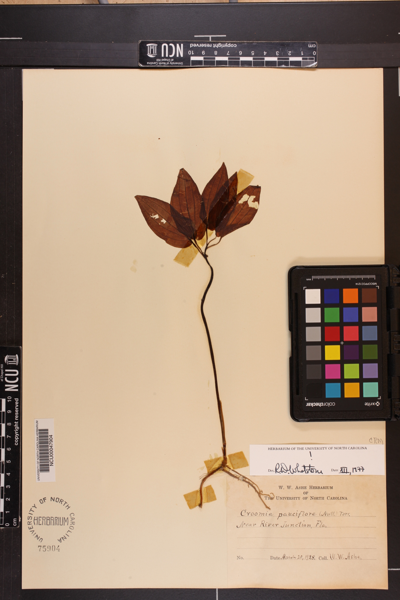Croomia image
