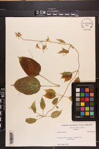Stemona japonica image