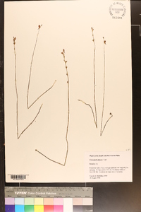 Utricularia juncea image