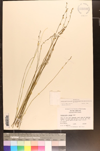 Utricularia juncea image