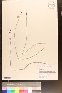 Utricularia juncea image