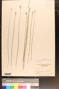 Utricularia juncea image