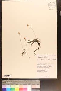 Utricularia gibba image