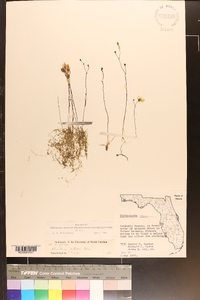 Utricularia gibba image