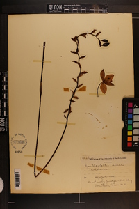 Spathoglottis aurea image