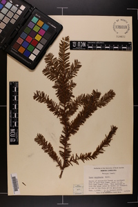 Taxus canadensis image