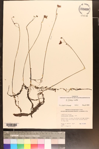 Utricularia striata image