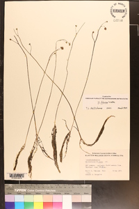 Utricularia striata image