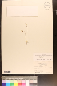 Utricularia gibba image