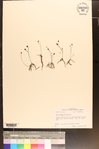 Utricularia gibba image