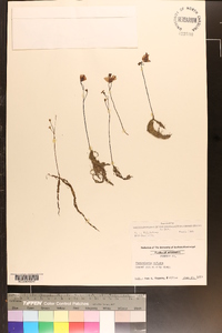 Utricularia gibba image