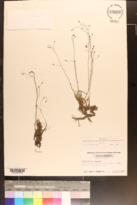 Utricularia gibba image