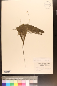 Utricularia gibba image