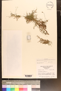 Utricularia gibba image