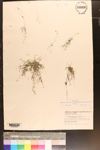 Utricularia gibba image