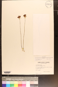 Utricularia cornuta image