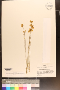 Utricularia cornuta image