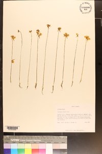 Utricularia cornuta image