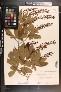 Elliottia racemosa image