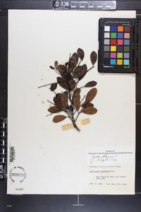 Zanthoxylum coriaceum image