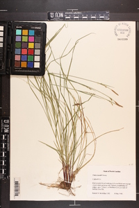 Carex woodii image